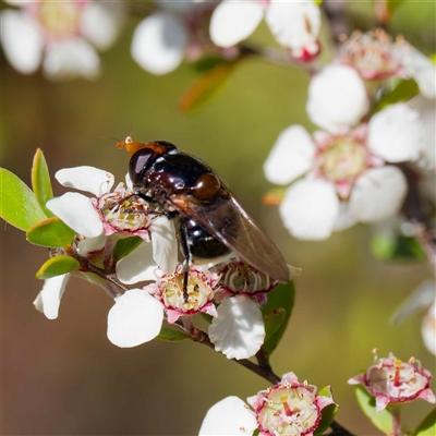 Cyphipelta rufocyanea (A hover fly) at Uriarra Village, ACT - 10 Dec 2024 by DPRees125