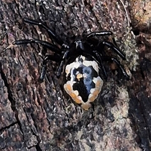 Euryopis sp. (genus) at Bungendore, NSW - suppressed