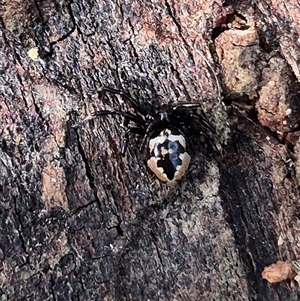 Euryopis sp. (genus) at Bungendore, NSW - suppressed