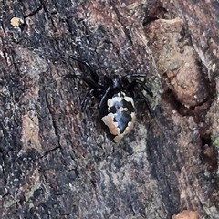 Euryopis sp. (genus) at Bungendore, NSW - suppressed