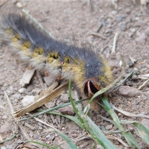 Anthela (genus) immature at Carwoola, NSW - 14 Dec 2024