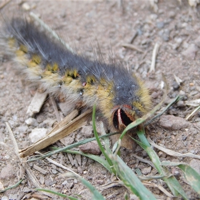 Unidentified Insect at Carwoola, NSW - 14 Dec 2024 by AmyT