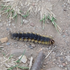 Anthela (genus) immature at Carwoola, NSW - suppressed