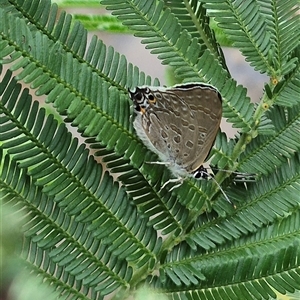 Jalmenus icilius (Amethyst Hairstreak) at Bungendore, NSW by clarehoneydove