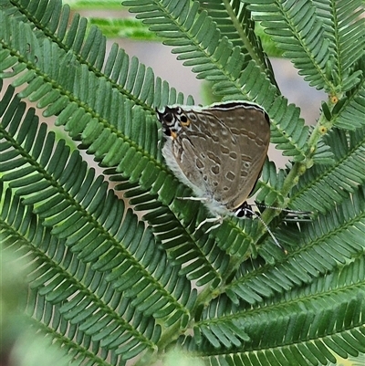 Jalmenus icilius (Amethyst Hairstreak) at Bungendore, NSW - 14 Dec 2024 by clarehoneydove