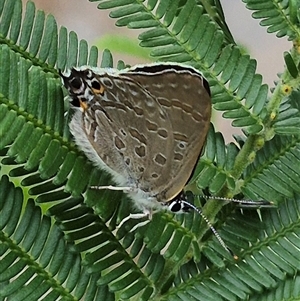 Jalmenus icilius at Bungendore, NSW - suppressed