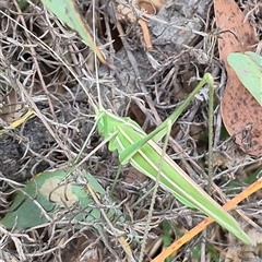 Tinzeda lobata (A katydid) at Bungendore, NSW - 14 Dec 2024 by clarehoneydove