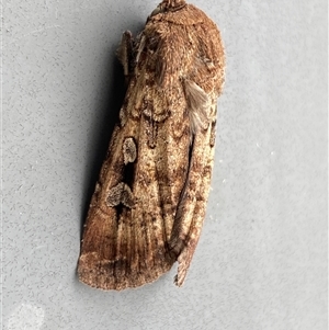 Agrotis infusa (Bogong Moth, Common Cutworm) at Jerrabomberra, NSW by SteveBorkowskis