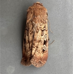 Agrotis infusa at Jerrabomberra, NSW - suppressed