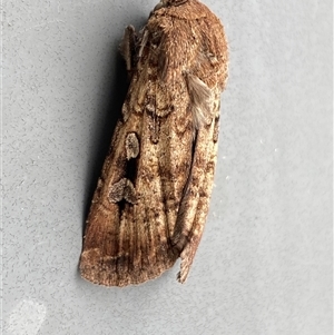 Agrotis infusa at Jerrabomberra, NSW - suppressed