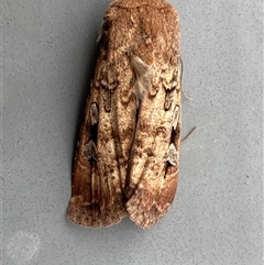 Agrotis infusa at Jerrabomberra, NSW - suppressed