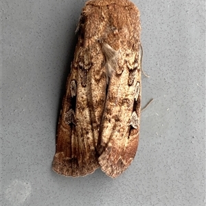 Agrotis infusa at Jerrabomberra, NSW - suppressed