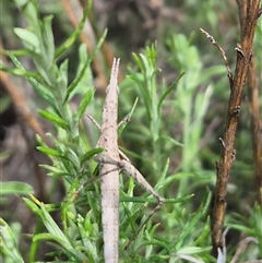 Keyacris scurra (Key's Matchstick Grasshopper) at Bungendore, NSW - 14 Dec 2024 by clarehoneydove