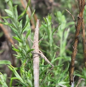 Keyacris scurra (Key's Matchstick Grasshopper) at Bungendore, NSW by clarehoneydove