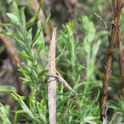 Keyacris scurra (Key's Matchstick Grasshopper) at Bungendore, NSW - 14 Dec 2024 by clarehoneydove