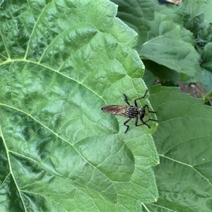 Zosteria rosevillensis (A robber fly) at Richardson, ACT by BeraniBear