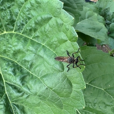 Zosteria rosevillensis (A robber fly) at Richardson, ACT - 14 Dec 2024 by BeraniBear