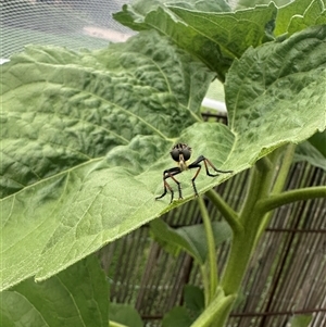 Zosteria rosevillensis at Richardson, ACT - suppressed