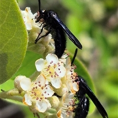 Scoliidae (family) (Unidentified Hairy Flower Wasp) at Bungendore, NSW - 14 Dec 2024 by clarehoneydove