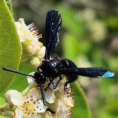 Scoliidae (family) at Bungendore, NSW - suppressed