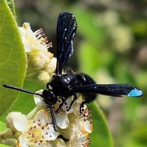 Scoliidae (family) at Bungendore, NSW - suppressed