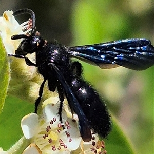 Scoliidae (family) at Bungendore, NSW - suppressed