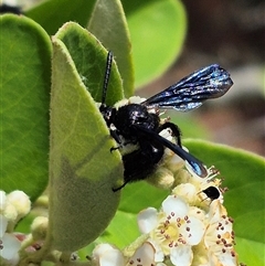 Scoliidae (family) at Bungendore, NSW - suppressed