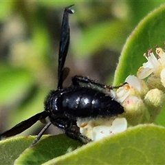 Scoliidae (family) at Bungendore, NSW - suppressed