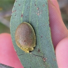 Paropsis porosa (A eucalyptus leaf beetle) at Bungendore, NSW - 14 Dec 2024 by clarehoneydove