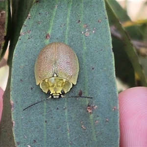 Paropsis porosa at Bungendore, NSW - suppressed