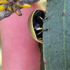 Paropsis porosa at Bungendore, NSW - suppressed