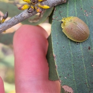 Paropsis porosa at Bungendore, NSW - suppressed