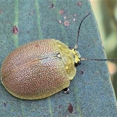 Paropsis porosa at Bungendore, NSW - suppressed