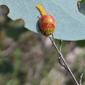 Paropsisterna fastidiosa at Bungendore, NSW - 14 Dec 2024