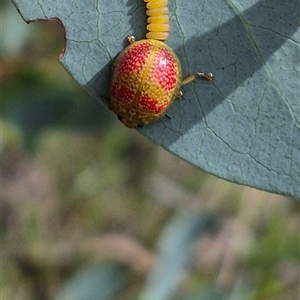 Paropsisterna fastidiosa at Bungendore, NSW - 14 Dec 2024