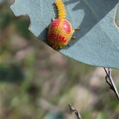 Paropsisterna fastidiosa at Bungendore, NSW - 14 Dec 2024