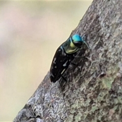 Diphucrania sp. (genus) (Jewel Beetle) at Bungendore, NSW - 14 Dec 2024 by clarehoneydove