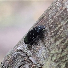 Diphucrania sp. (genus) at Bungendore, NSW - suppressed