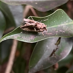 Chrysodeixis argentifera (Tobacco Looper) at Bayview, NSW - 14 Dec 2024 by JimL