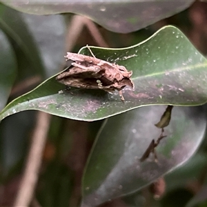 Chrysodeixis argentifera (Tobacco Looper) at Bayview, NSW by JimL