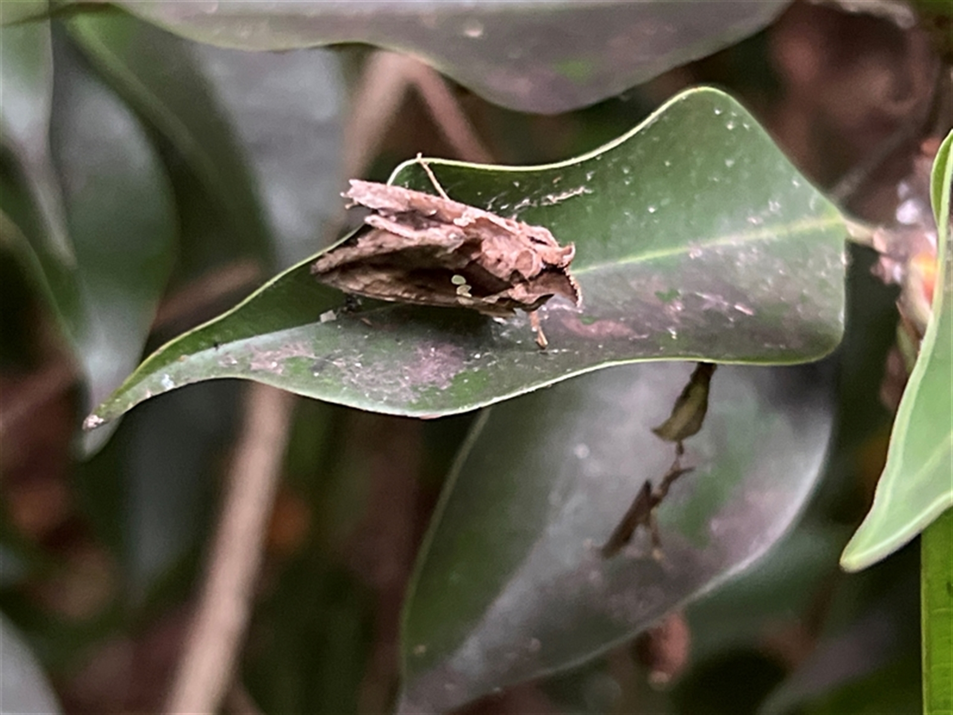 Chrysodeixis argentifera at Bayview, NSW - 14 Dec 2024 07:25 PM