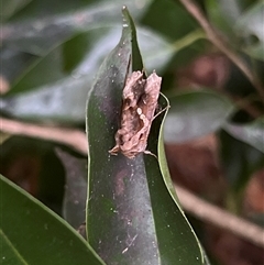 Chrysodeixis argentifera at Bayview, NSW - 14 Dec 2024 07:25 PM
