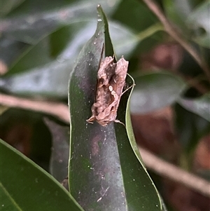 Chrysodeixis argentifera at Bayview, NSW - 14 Dec 2024 07:25 PM