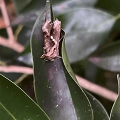 Chrysodeixis argentifera at Bayview, NSW - 14 Dec 2024 07:25 PM