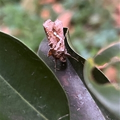 Chrysodeixis argentifera at Bayview, NSW - 14 Dec 2024 07:25 PM