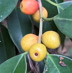 Ficus sp. at Bayview, NSW - 14 Dec 2024 by JimL