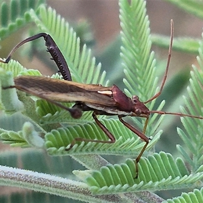 Melanacanthus scutellaris (Small brown bean bug) at Bungendore, NSW - 14 Dec 2024 by clarehoneydove