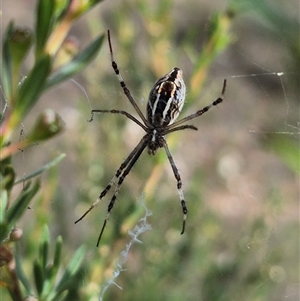 Argiope protensa (Long-tailed Argiope) at Bungendore, NSW by clarehoneydove