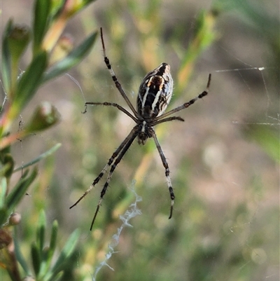 Argiope protensa (Long-tailed Argiope) at Bungendore, NSW - 14 Dec 2024 by clarehoneydove