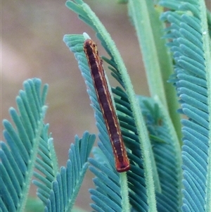 Geometridae (family) IMMATURE at Mount Stuart, TAS by VanessaC